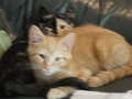 Kitens_Leo 009